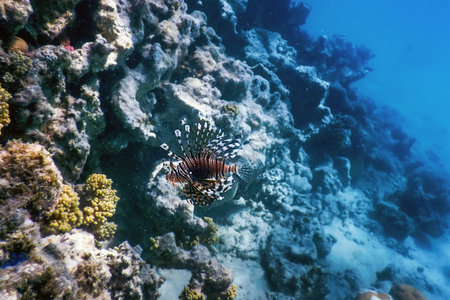 Lionfish venomous coral reef fish, invasive species (Pterois volitans) Tropical waters, Marine life
