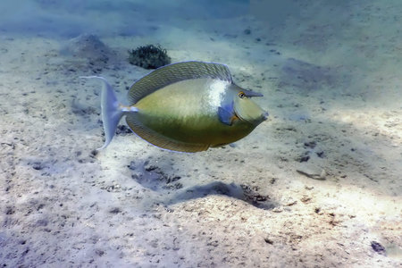 Whitemargin unicornfish (Naso annulatus) Tropical waters, Marine life
