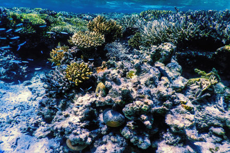 Underwater view of the coral reef, Tropical waters, Marine life