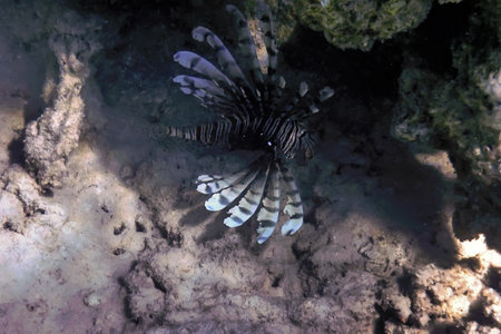 Lionfish venomous coral reef fish, invasive species (Pterois volitans) Tropical waters, Marine lifeの写真素材