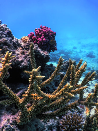 Staghorn coral (Acropora cervicornis) Tropical waters, Marine lifeの写真素材