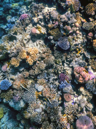 Underwater view of the coral reef, Tropical waters, Marine lifeの写真素材