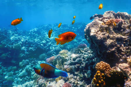Underwater view of the coral reef, Tropical waters, Marine lifeの写真素材