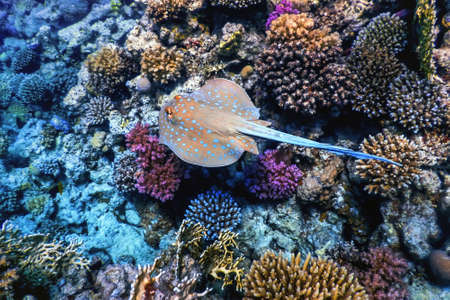 Swimming Bluespotted stingray, Bluespotted ribbontail ray (Taeniura lymma) Tropical waters, Marine lifeの写真素材