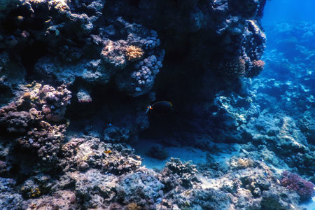 Underwater view of the coral reef, Tropical waters, Marine life