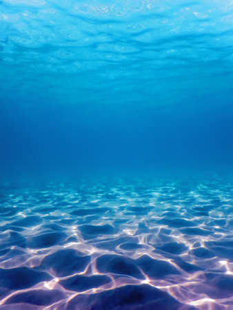 Sandy sea bottom Marine life, Underwater backgroundの写真素材