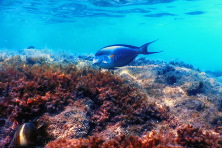 The Sohal Surgeonfish, sohal tang (Acanthurus sohal) Marine life