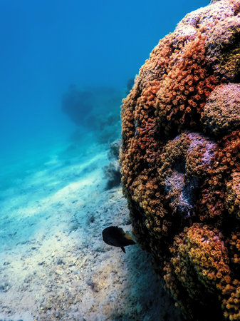 Polyps of the coral, Underwater landscape reef, Blue underwater background