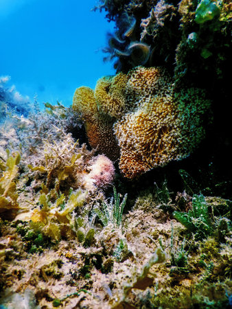 Polyps of the coral, Underwater landscape reef, Blue underwater background