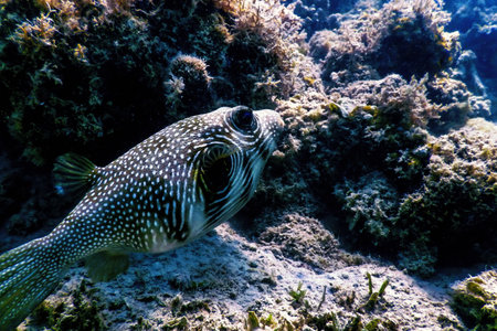 White-spotted puffer Underwater (Arothron hispidus) Marine life