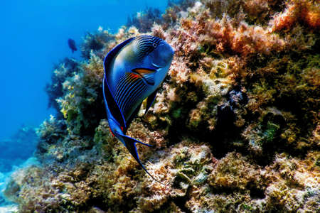 The Sohal Surgeonfish, sohal tang (Acanthurus sohal) Marine lifeの写真素材