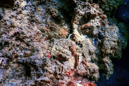 Yellow banded pipefish, network pipefish (Corythoichthys flavofasciatus) Tropical waters, Marine...