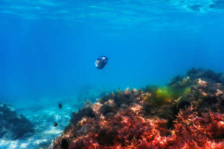 Underwater landscape reef with algae, Blue underwater backgroundの写真素材