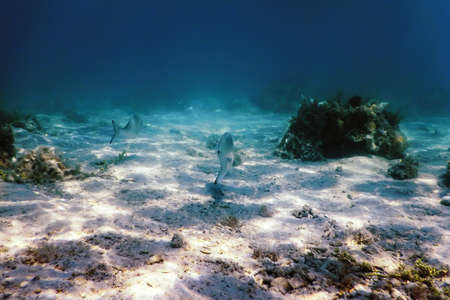 Sandy sea bottom Marine life, Underwater backgroundの写真素材