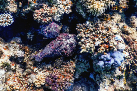 Stonefish (Synanceia verrucosa) Reef stonefish, Tropical waters, Marine life