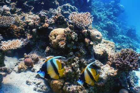 Masked bannerfish (Heniochus monoceros) Coral fish, Tropical waters, Marine lifeの写真素材