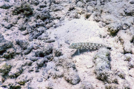 Speckled sandperch (Parapercis hexophtalma) Tropical waters, Marine lifeの写真素材