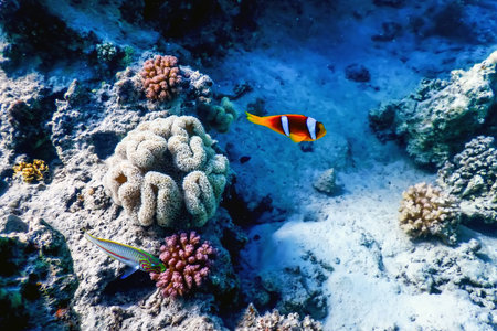 Red Sea clownfish (Amphiprion bicinctus) Red Sea, Marine life