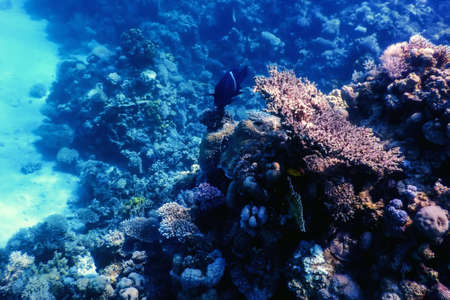 Underwater view of the coral reef, Tropical waters, Marine lifeの写真素材