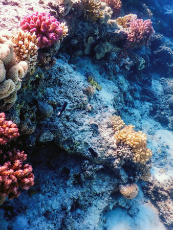 Underwater view of the coral reef, Tropical waters, Marine life