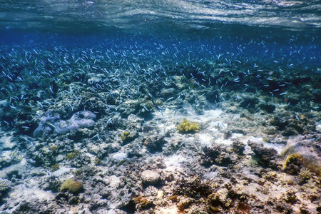 Underwater landscape reef with algae, Blue underwater background