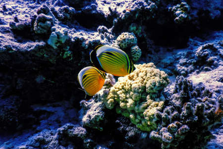 Black tailed butterflyfish (Chaetodon austriacus) Polyp butterflyfish, Coral fish, Tropical waters, Marine lifeの写真素材