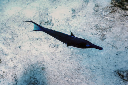 Blue Bird Wrasse (Gomphosus caeruleus) Coral fish, Tropical waters, Marine life