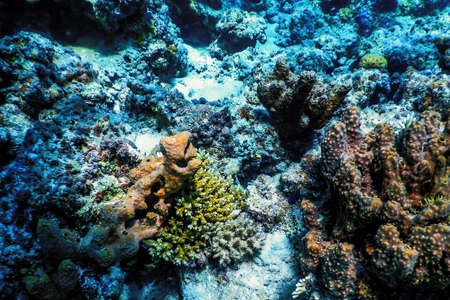 Underwater view of the coral reef, Tropical waters, Marine lifeの写真素材