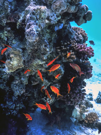 Underwater view of the coral reef, Tropical waters, Marine lifeの写真素材