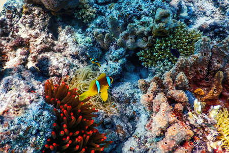 Red Sea clownfish (Amphiprion bicinctus) Red Sea, Marine lifeの写真素材
