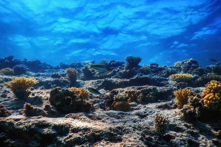 Underwater view of the coral reef, Tropical waters, Marine lifeの写真素材