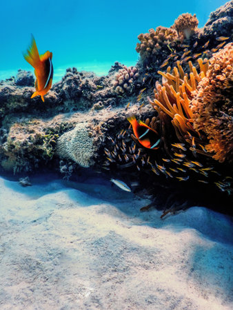 Red Sea clownfish (Amphiprion bicinctus) Red Sea, Marine lifeの写真素材