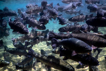 River Trout swim underwater, Trout underwater scene, Trout farmの写真素材