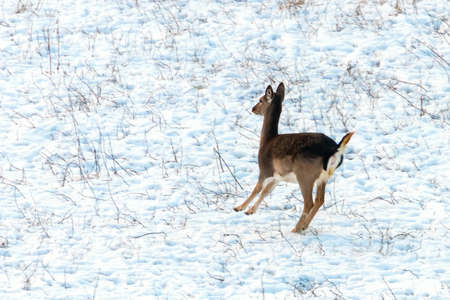 Fallow deer female snow winter (Dama Dama)の写真素材