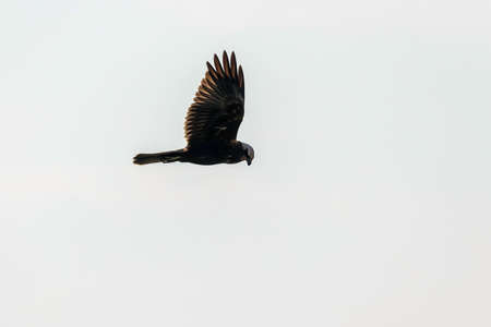 Western Marsh Harrier in flight (Circus Aeruginosus)の写真素材
