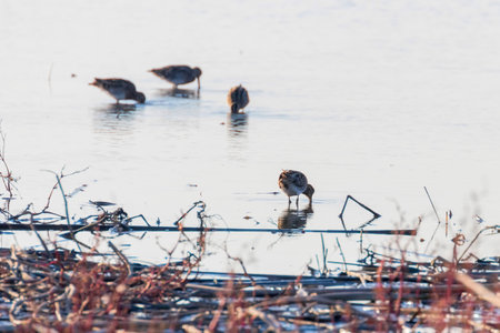 Common Snipe (Gallinago gallinago) group of birds in waterの写真素材
