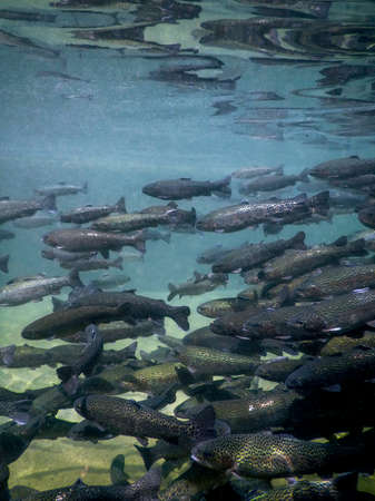 River Trout swim underwater, Trout underwater scene, Trout farmの写真素材