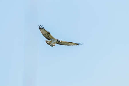 Osprey in flight (Pandion haliaetus)の写真素材