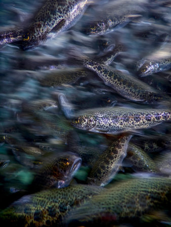 River Trout swim underwater, Trout underwater scene, Trout farmの写真素材