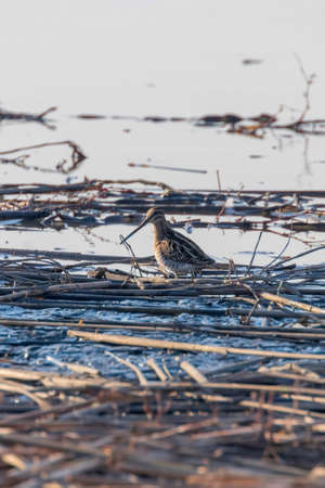 Common Snipe (Gallinago gallinago) Bird in Waterの写真素材