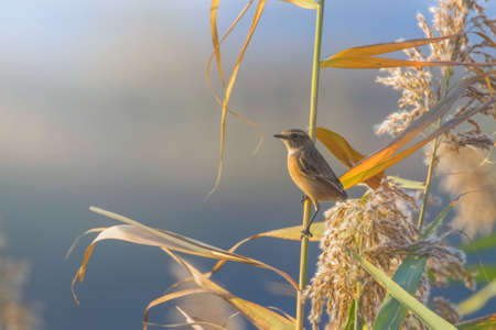 European Stonechat (Saxicola rubicola)Â  on a Reed, Natural Habitatの写真素材