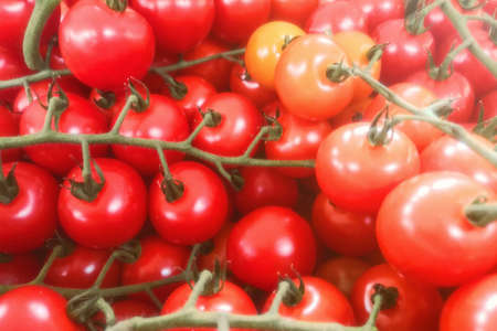 Fresh Organic Cherry Tomatoes on Branch, Group of fresh Cherry Tomatoesの写真素材