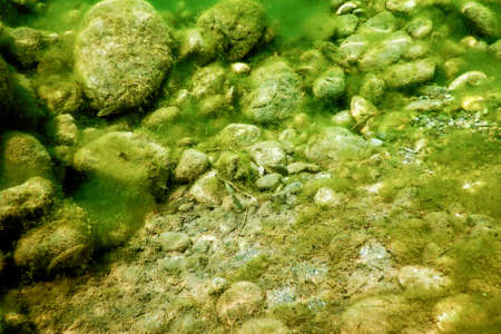 Rocks underwater on riverbed covered with green algae, water qualityの写真素材