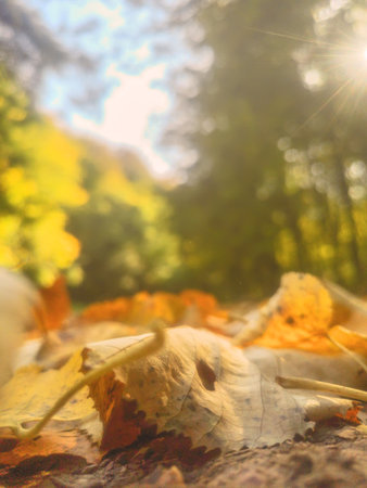 Autumn Forest Nature. Colorful Forest Sun Rays Through Branches of Trees.の写真素材