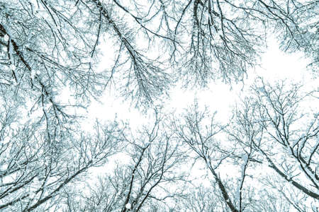 Snow covered top trees ,Winter trees crown.の写真素材