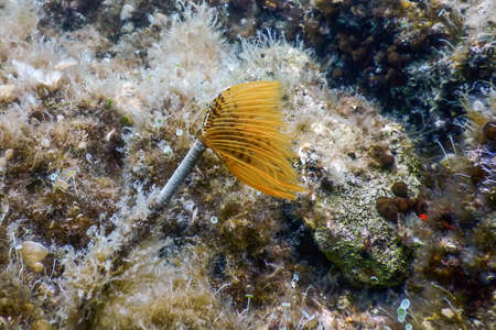 Tubeworm underwater (Sabella spallanzanii)Â Underwater Sea Lifeの写真素材