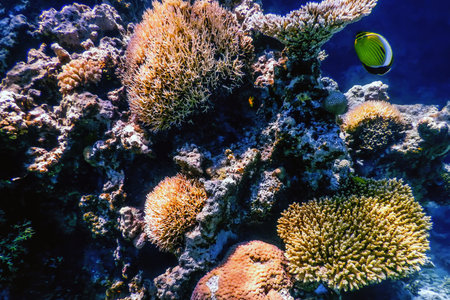 Underwater view of the coral reef, Tropical waters, Marine life