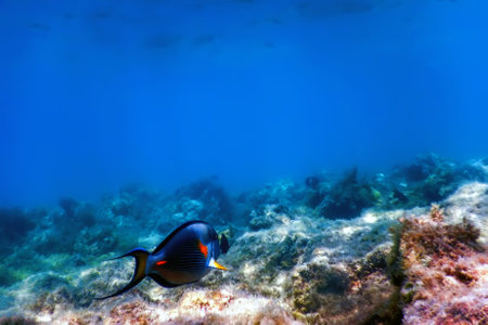 The Sohal Surgeonfish, sohal tang (Acanthurus sohal) Marine lifeの写真素材