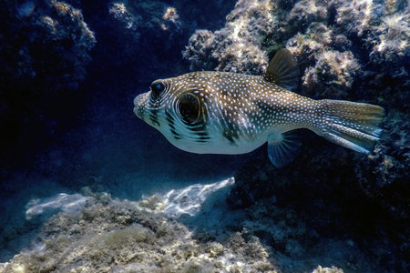 White-spotted puffer Underwater (Arothron hispidus) Marine life