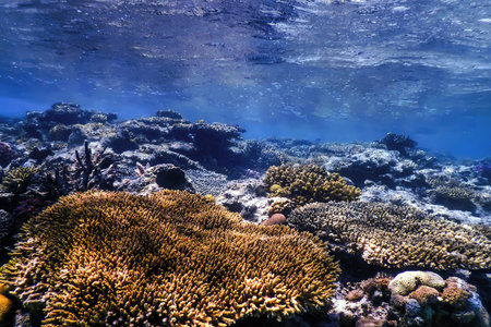 Underwater view of the coral reef, Tropical waters, Marine life